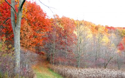 Forest bursts with color; plants and hikers anticipate winter