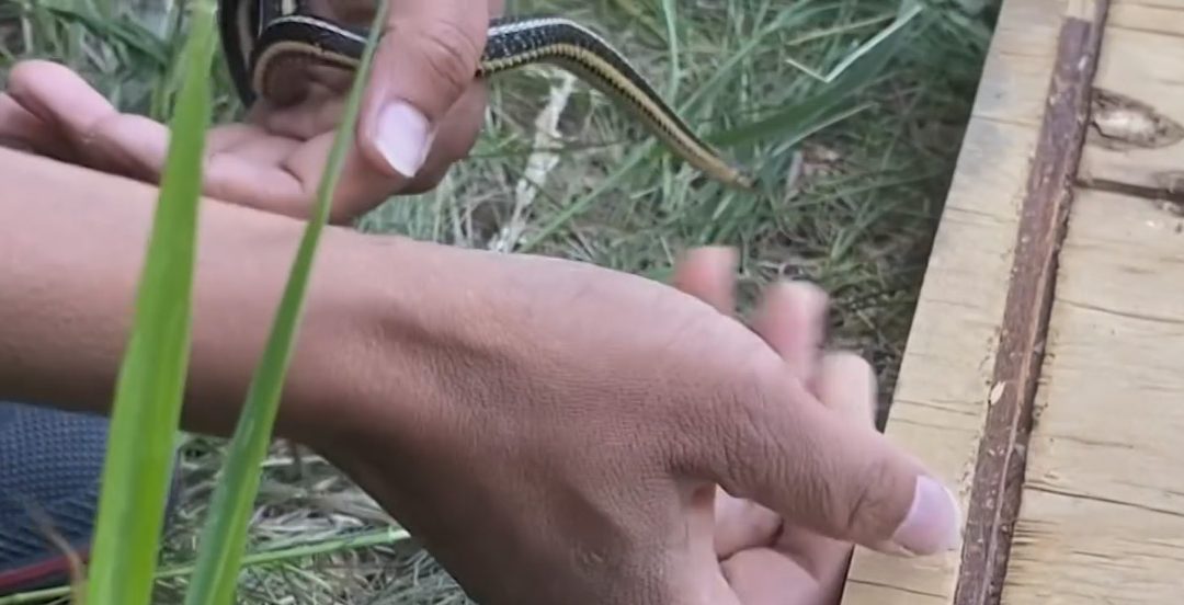 Close up of a snake being returned to habitat